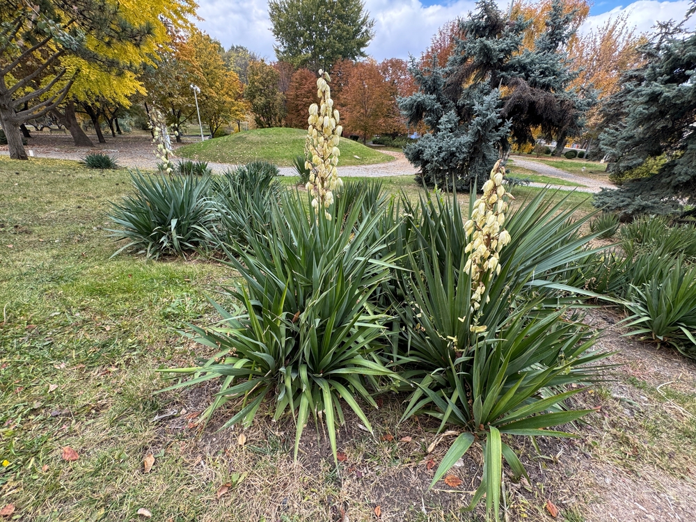 yucca in gradina