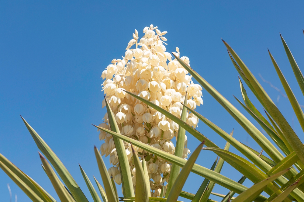 yucca inflorita