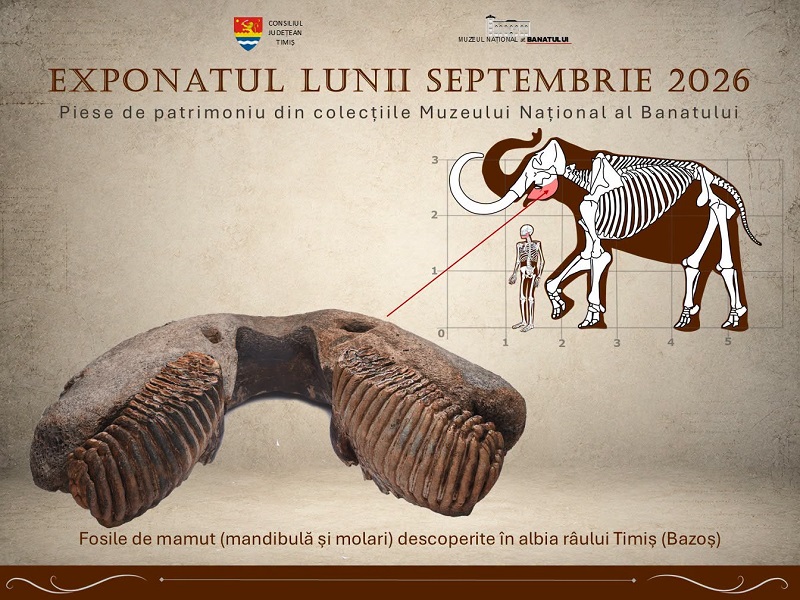 molari de mamut