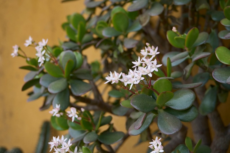 Crassula ovata planta noroc