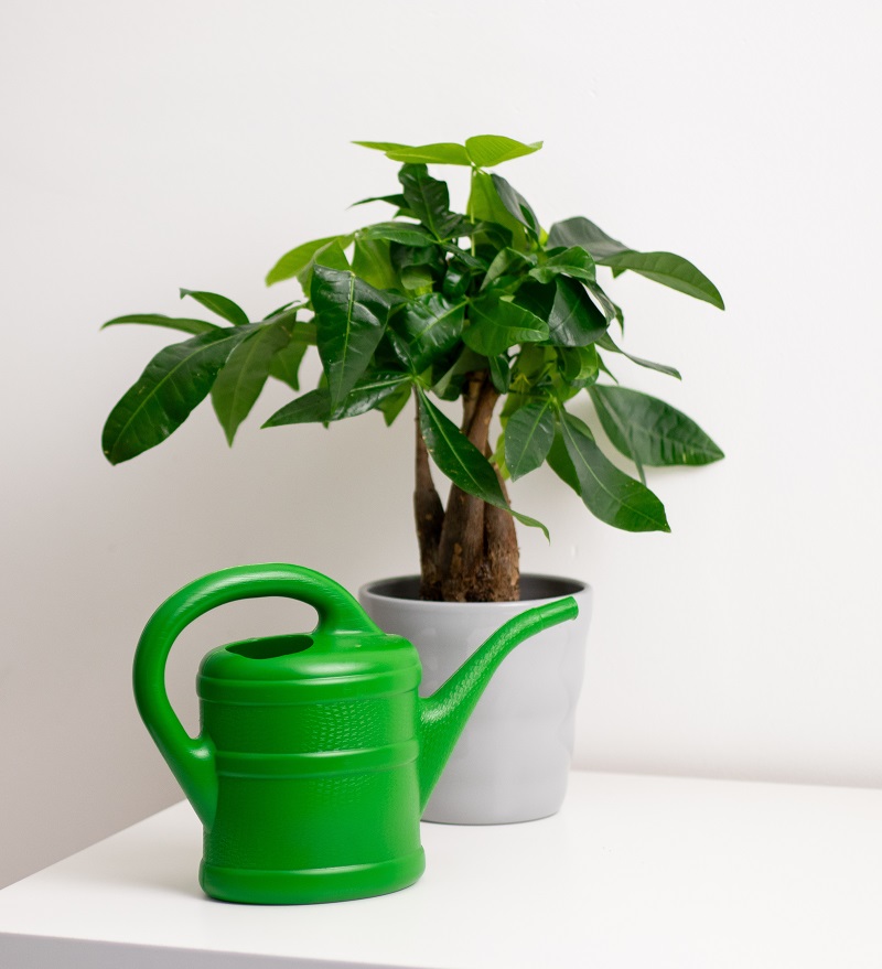 Pachira aquatic plante noroc
