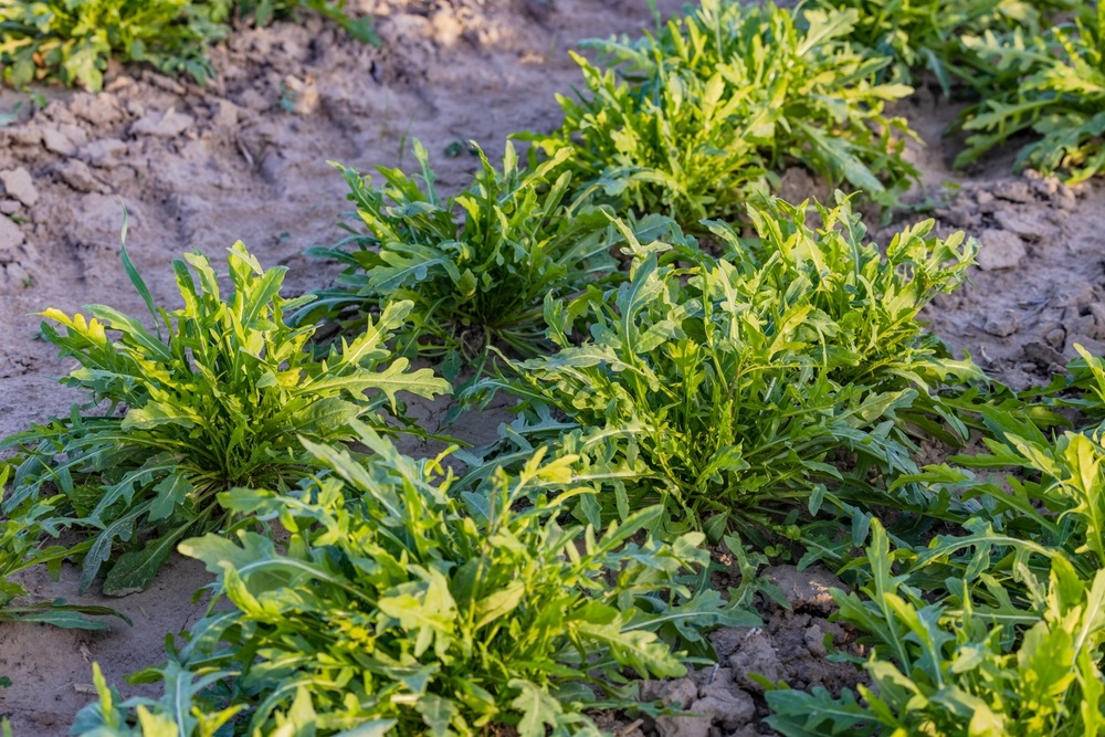 cultivare rucola