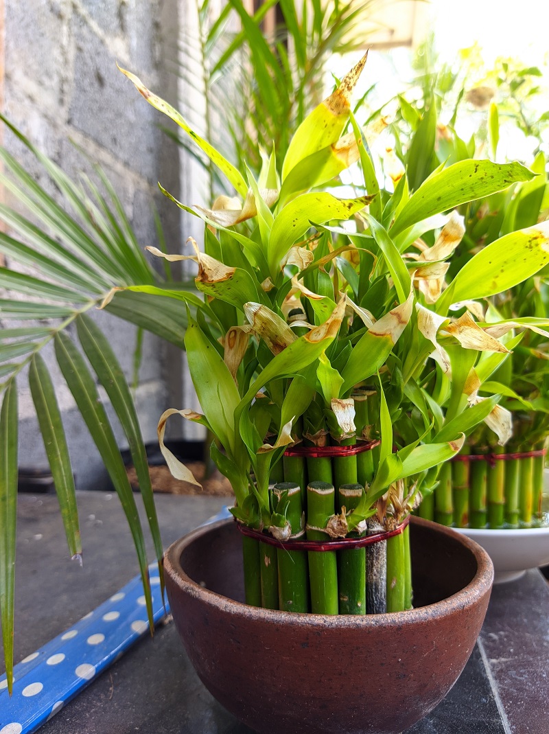 dracaena sanderiana bambus norocos