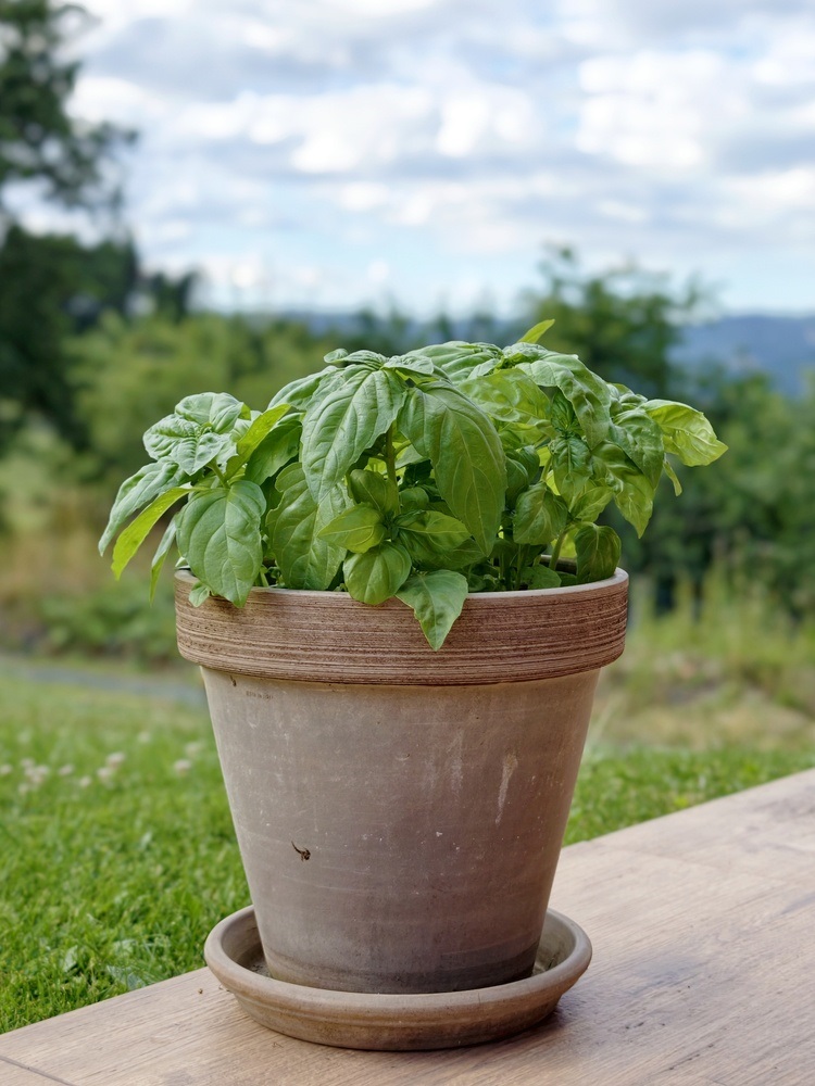 Ocimum basilicum busuioc pentru noroc