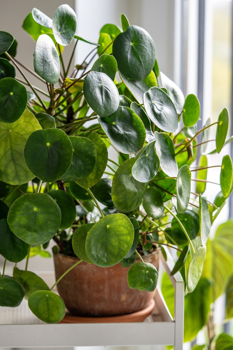 Pilea peperomioides planta prosperitate si noroc