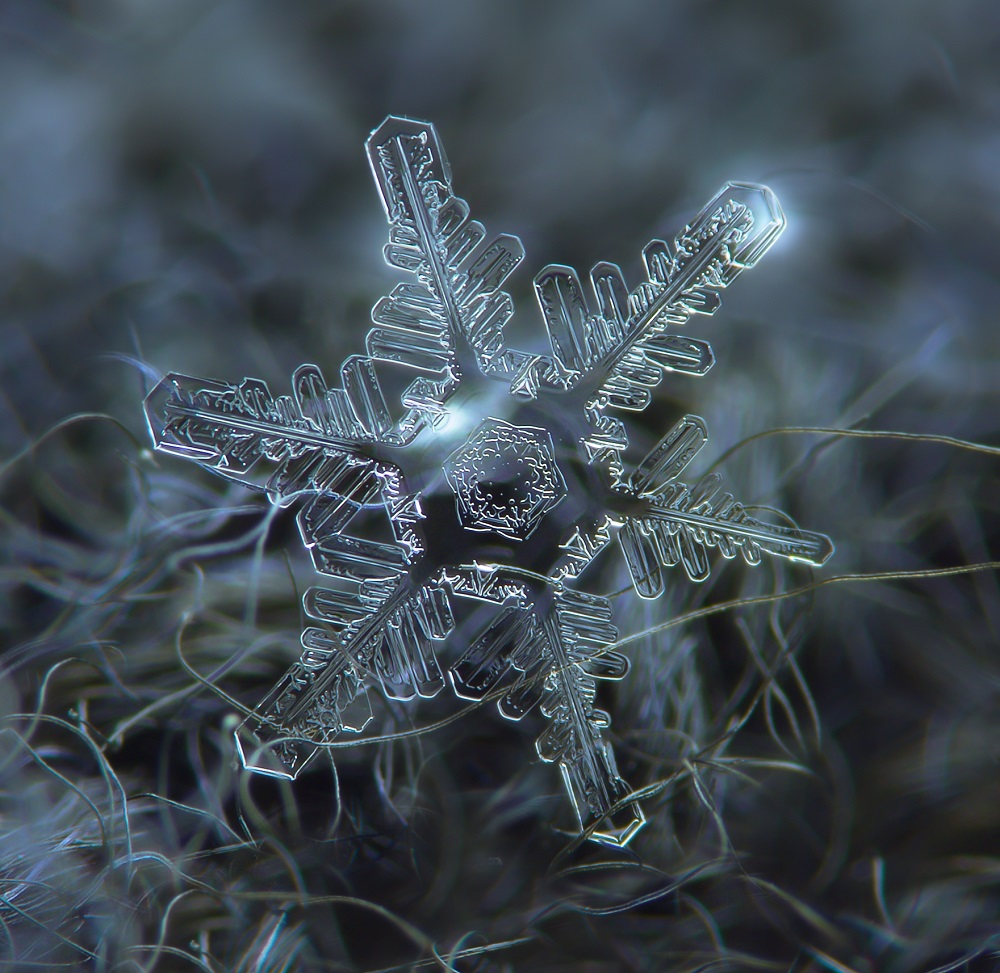 fulg de nea fotografie macro