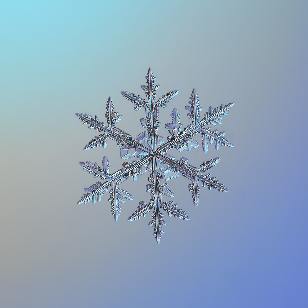 fulg de nea forma dendrita