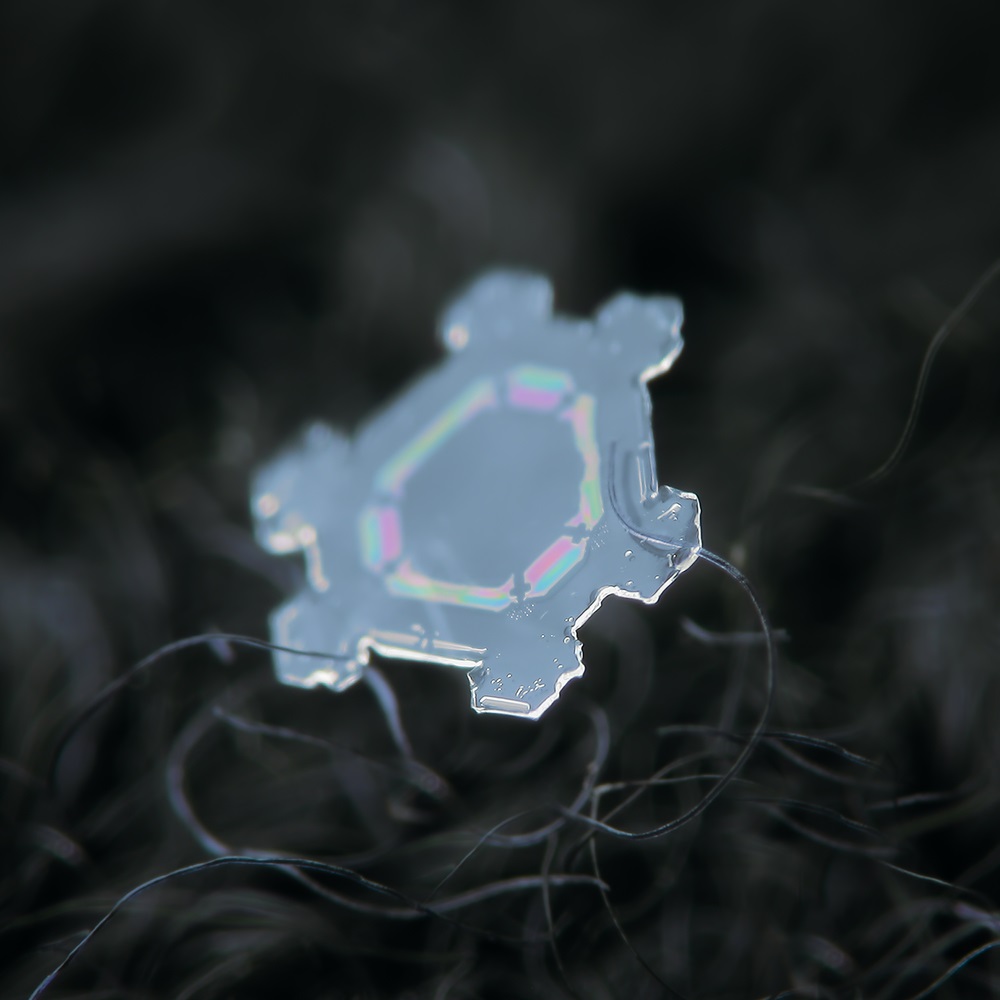 fulg de nea simplu fotografie macro