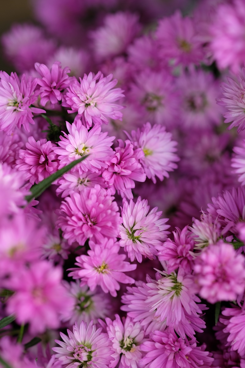 crizantema, legenda crizantemei