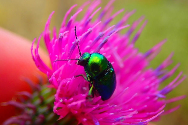 ce inseamna cand visezi gandac frumos dictionar de vise