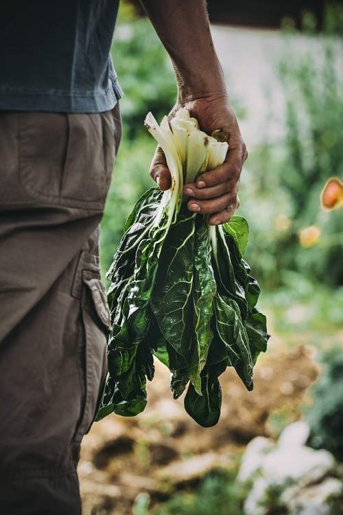 mangold, cand se cultiva mangold