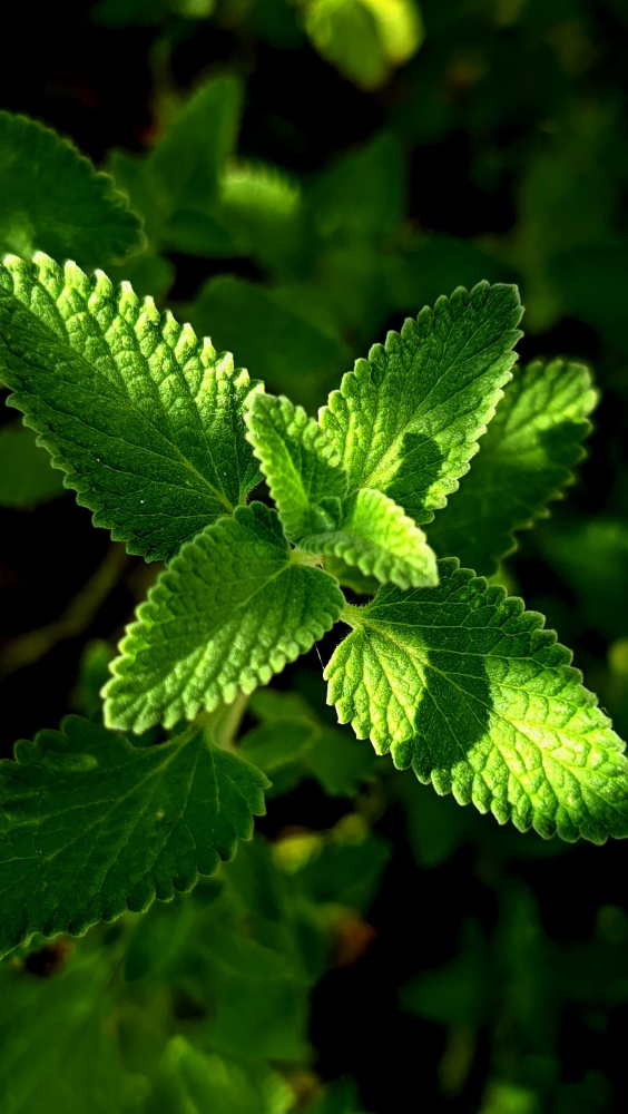 Ronita. Melissa Officinalis