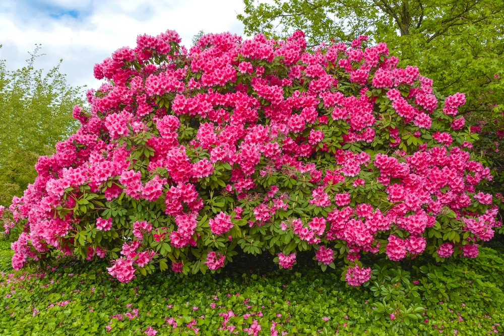 Rhododendron