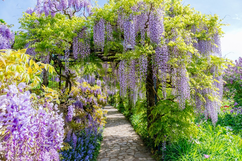 wisteria