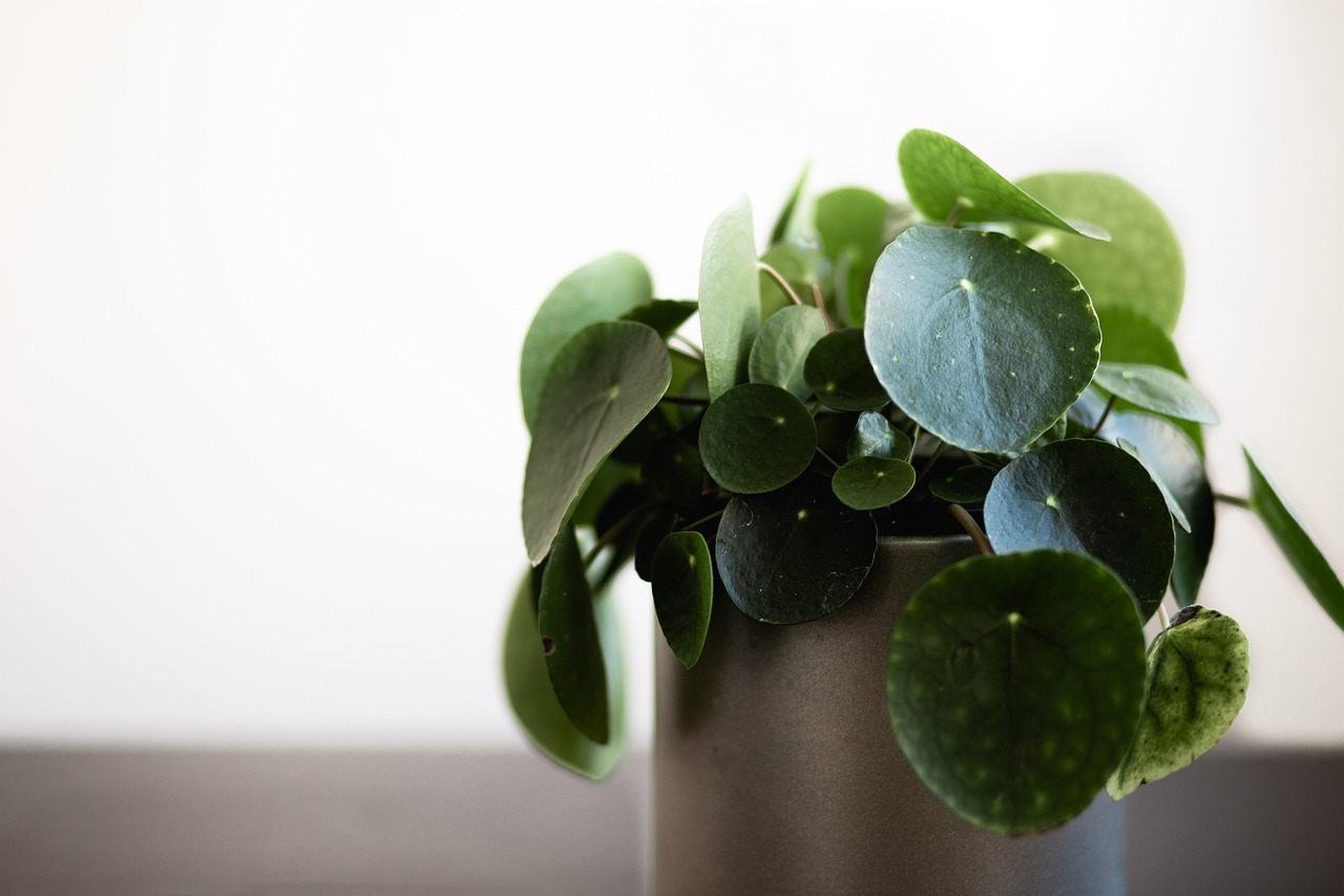 cand se muta plantele in casa toamna