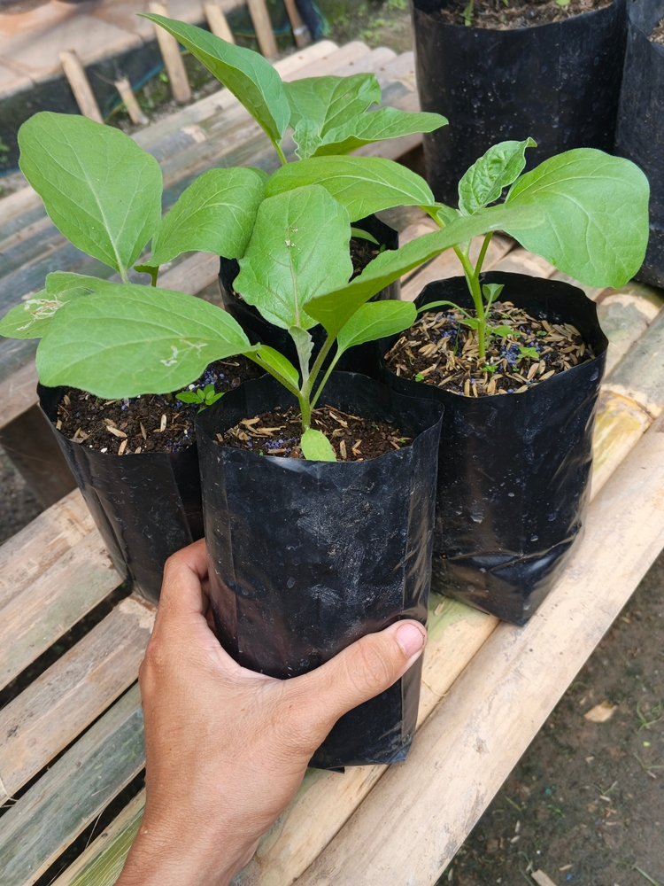 Răsad de vinete gata de plantare