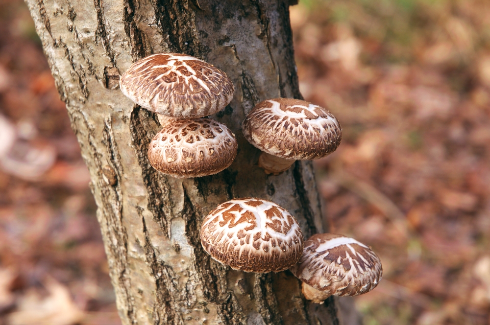 ciuperci shiitake din care se extrage ahcc