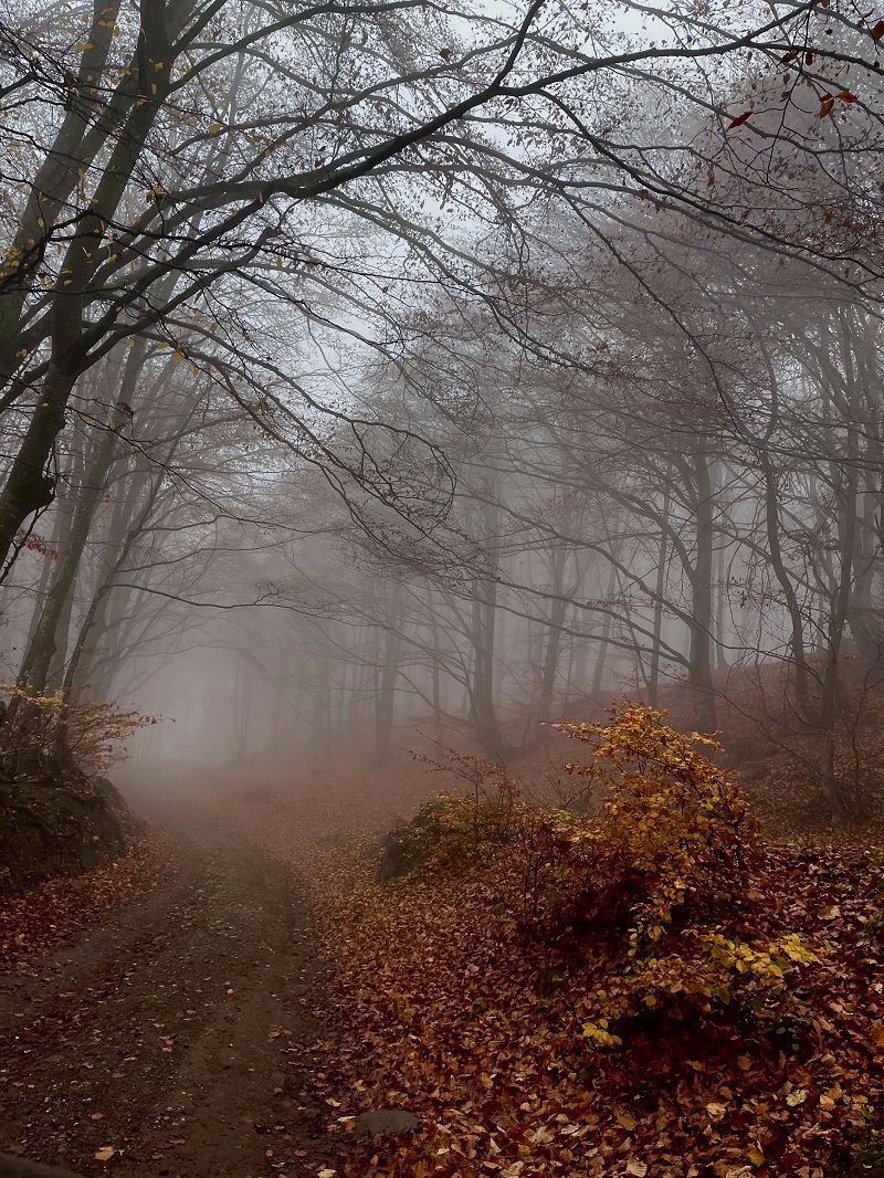 Si totusi vine toamna poezie Adrian Paunescu