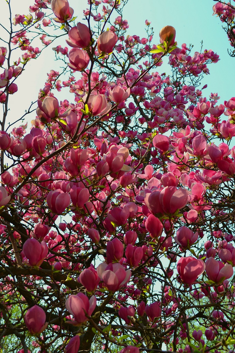 magnolie in bucuresti