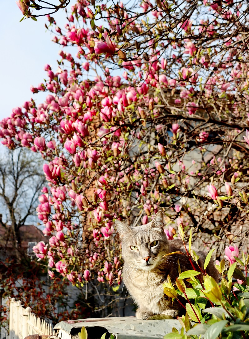 magnolii si pisici in Bucuresti