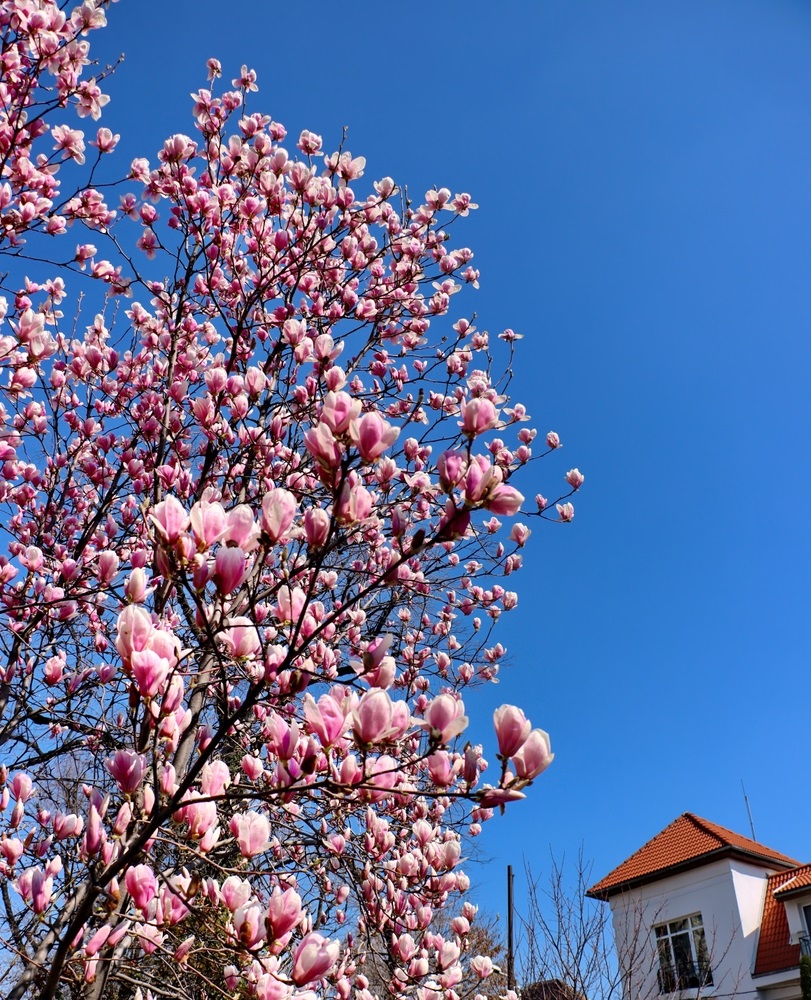 magnolie in bucuresti