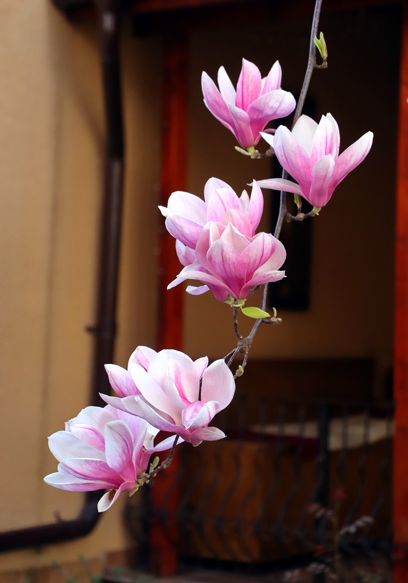 magnolie floare in bucuresti