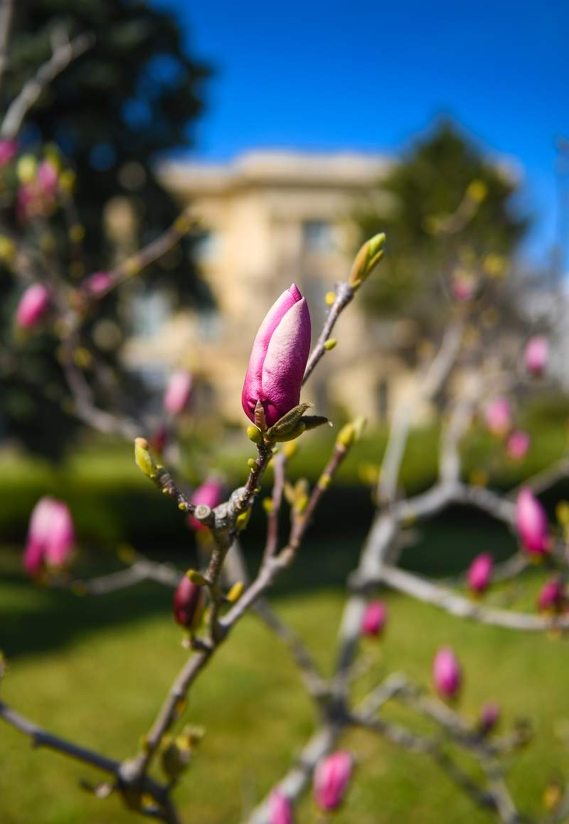boboc de magnolie in bucuresti