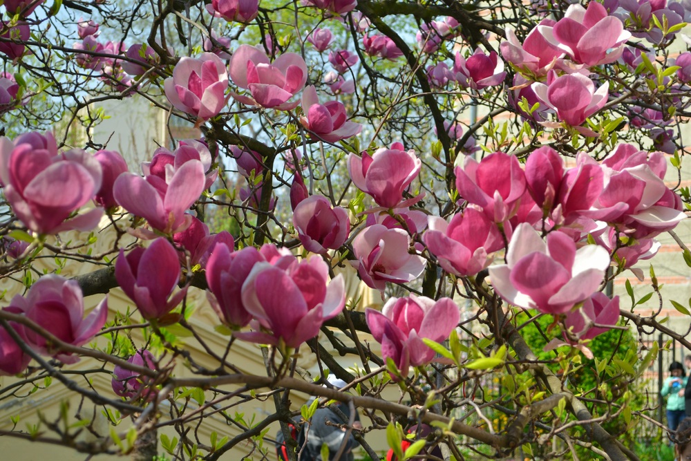 magnolie in bucuresti