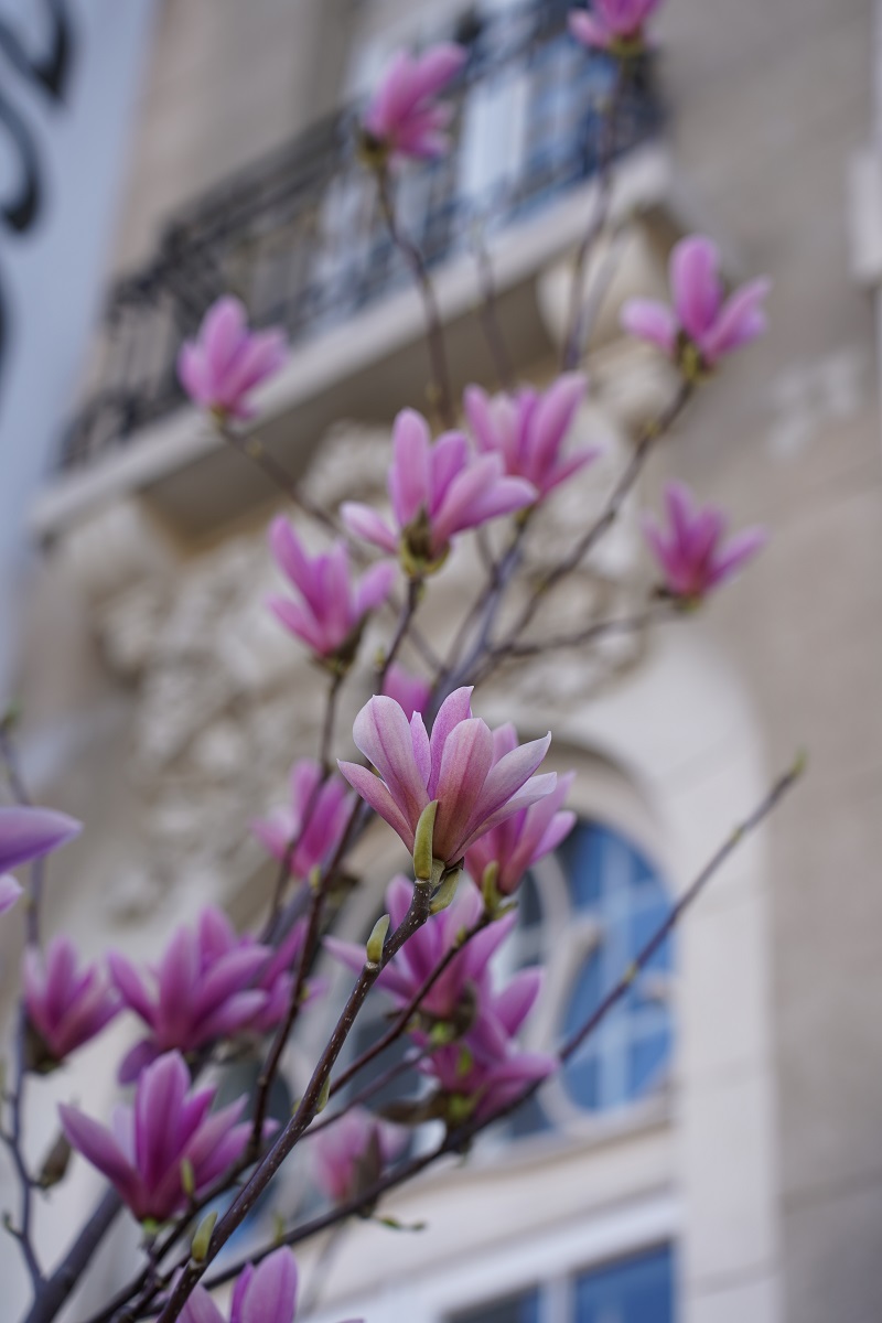 magnolie in bucuresti