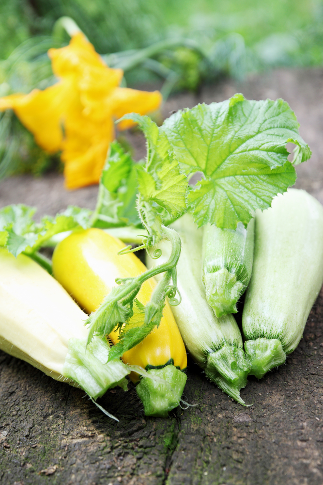 retete culinare dovlecei umpluti cu branza