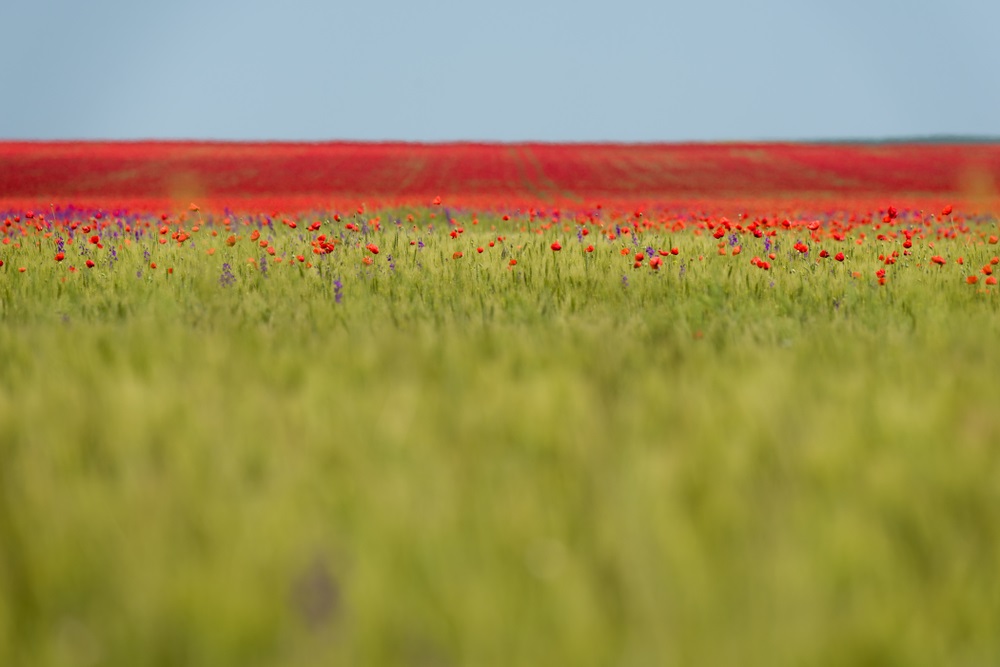 campuri cu maci Dobrogea, Romania