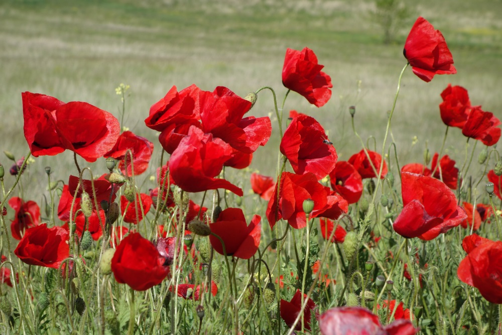 maci in Romania, Dobrogea