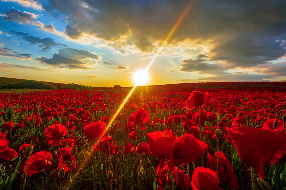 camp de maci langa Timisoara, Romania