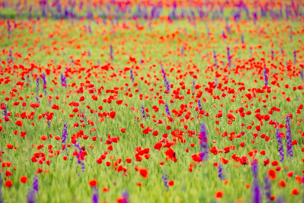 campuri de maci Romania