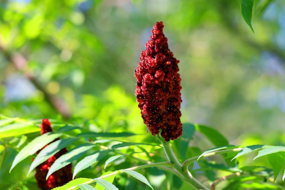 sumac cum arata planta