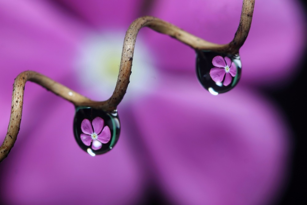 picaturi de ploaie macro