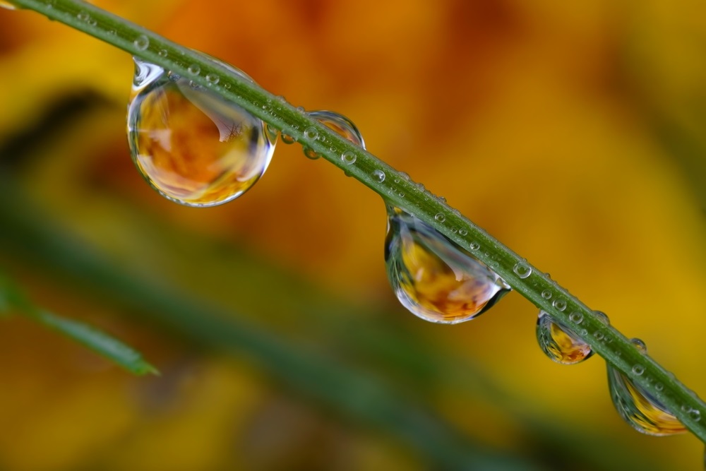fotografii macro cu picaturi de ploaie