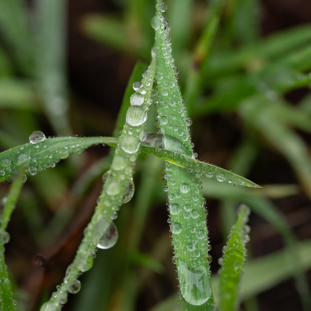 picaturi de ploaie pe frunze fotografie macro