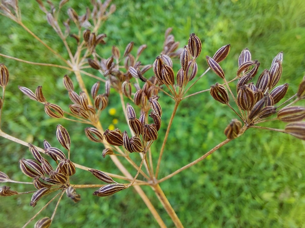 planta de chimen