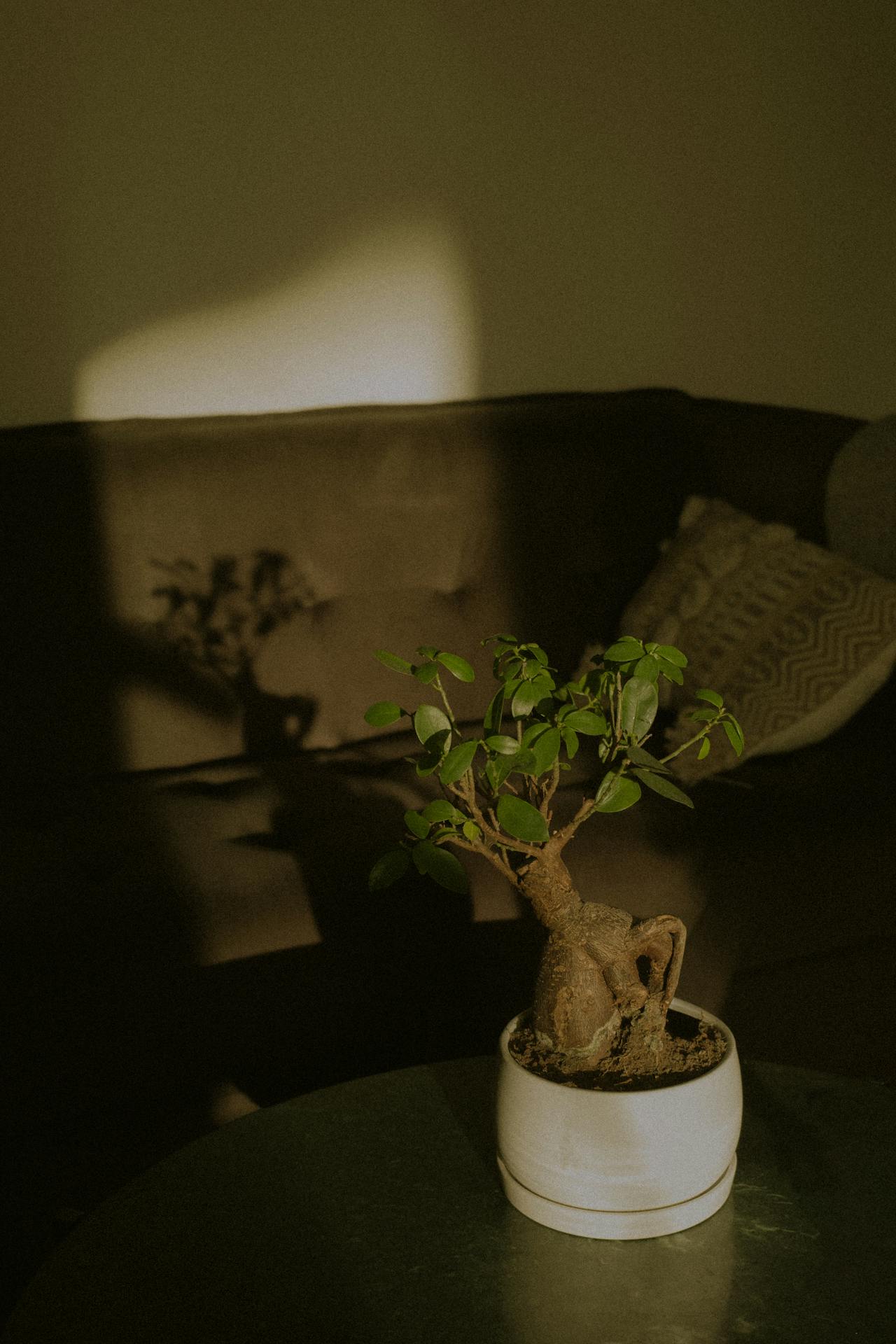 Bonsai în lumină