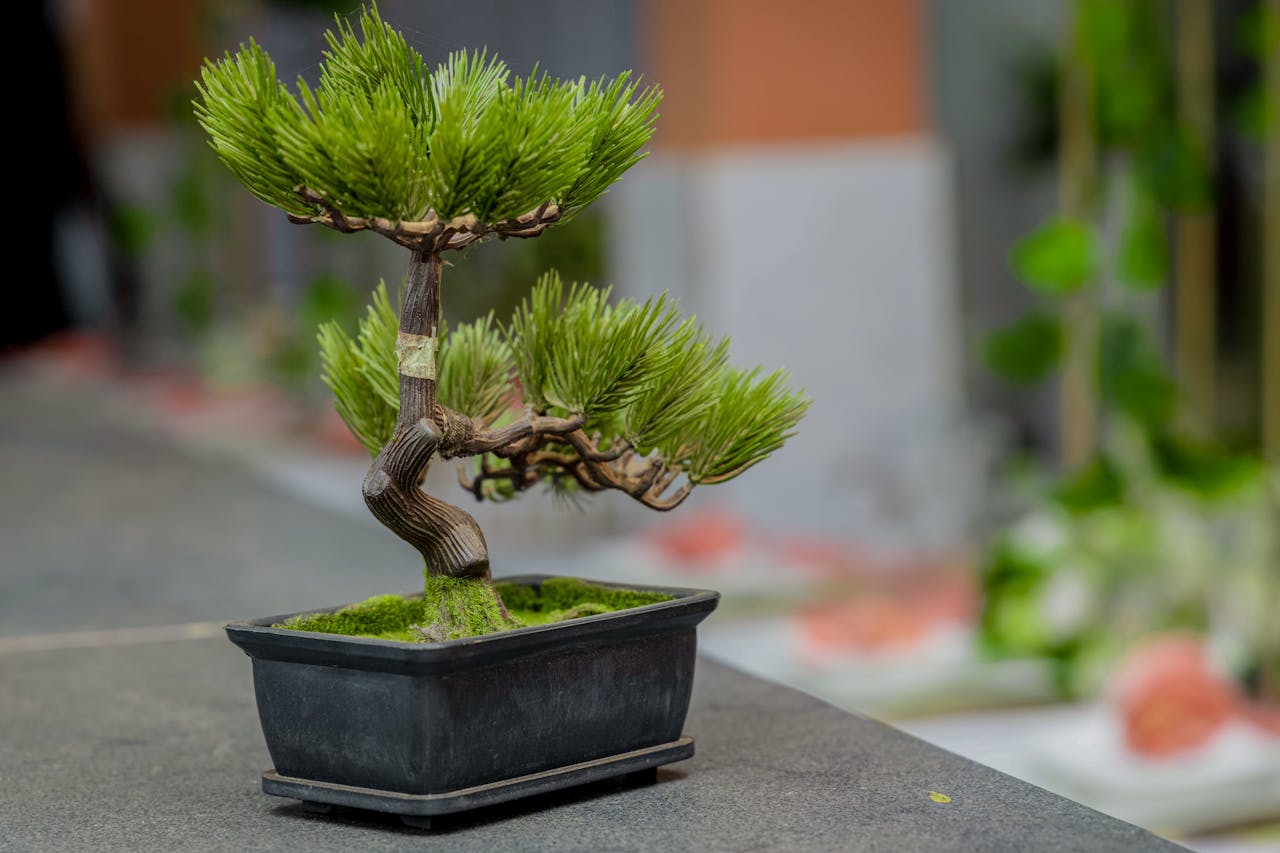 Cum ai grijă de un bonsai?