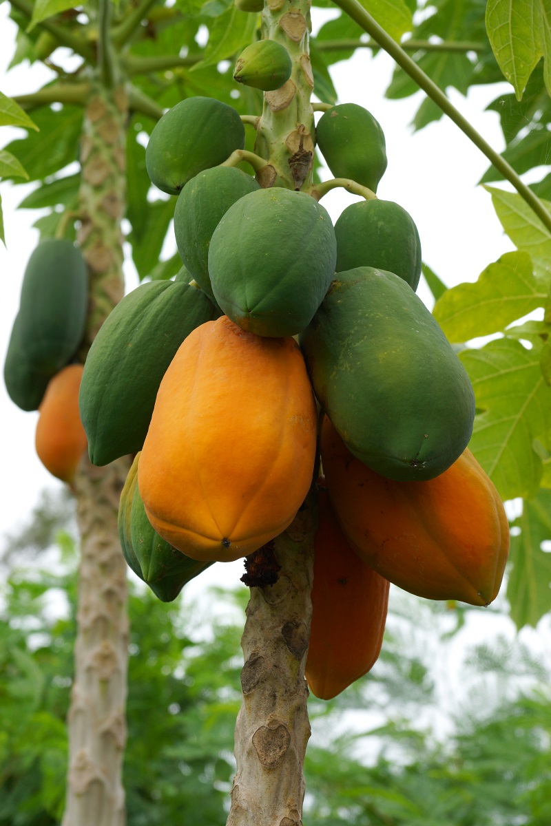 papaya in copac cum arata