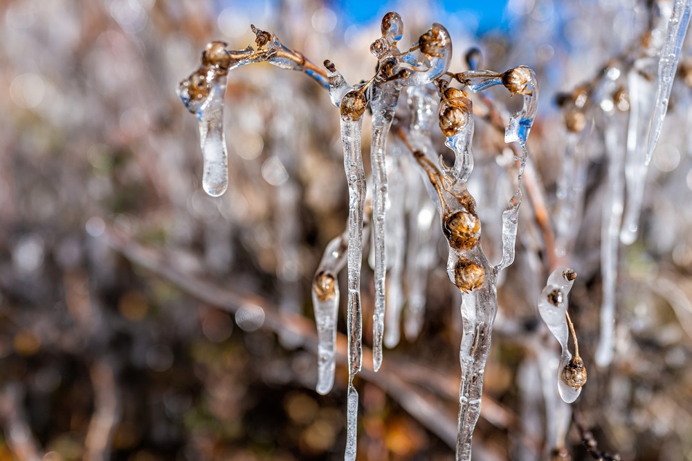natura inghetata imagini de iarna