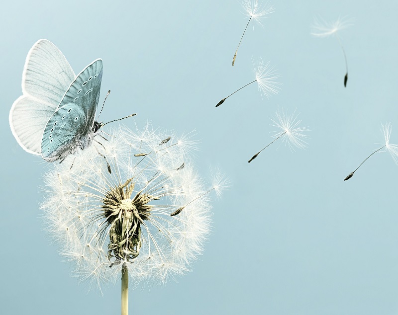 fluture alb
