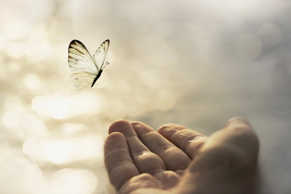 ce inseamna cand vezi fluturi albi