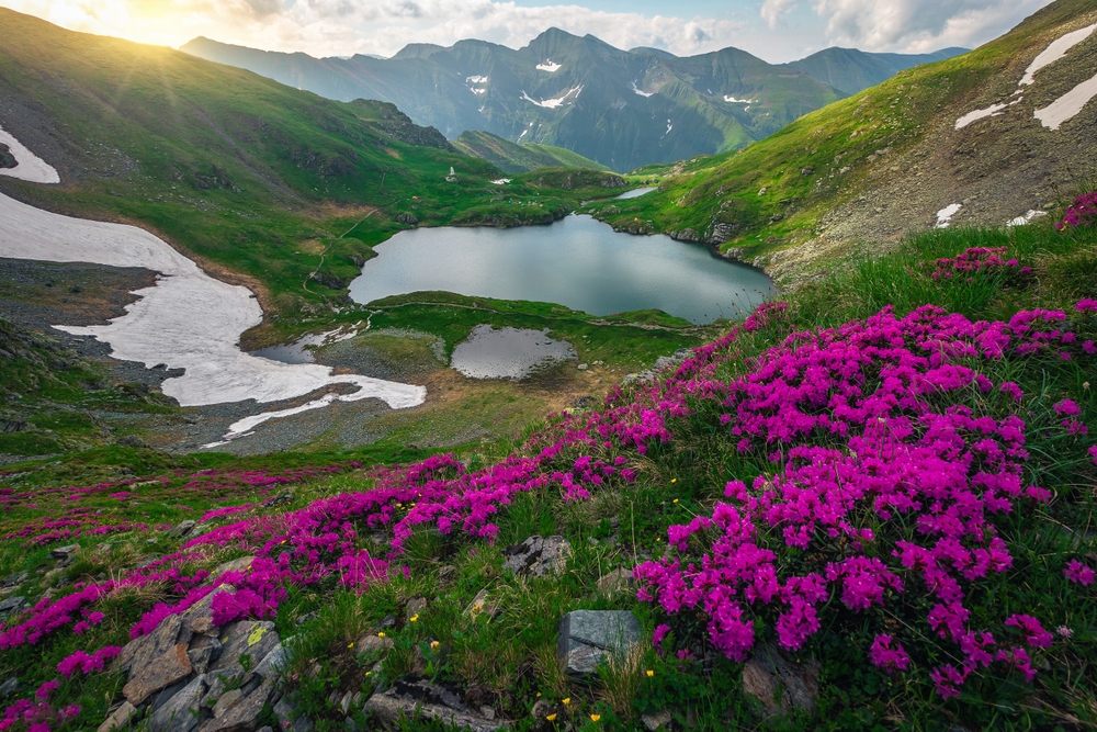bujori de munte lacul capra