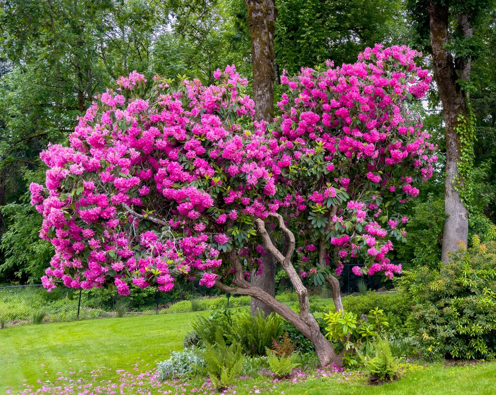 rododendron