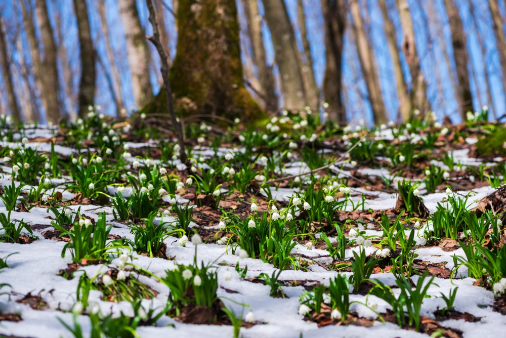 ghicei parcul natural Gradistea Muscelului