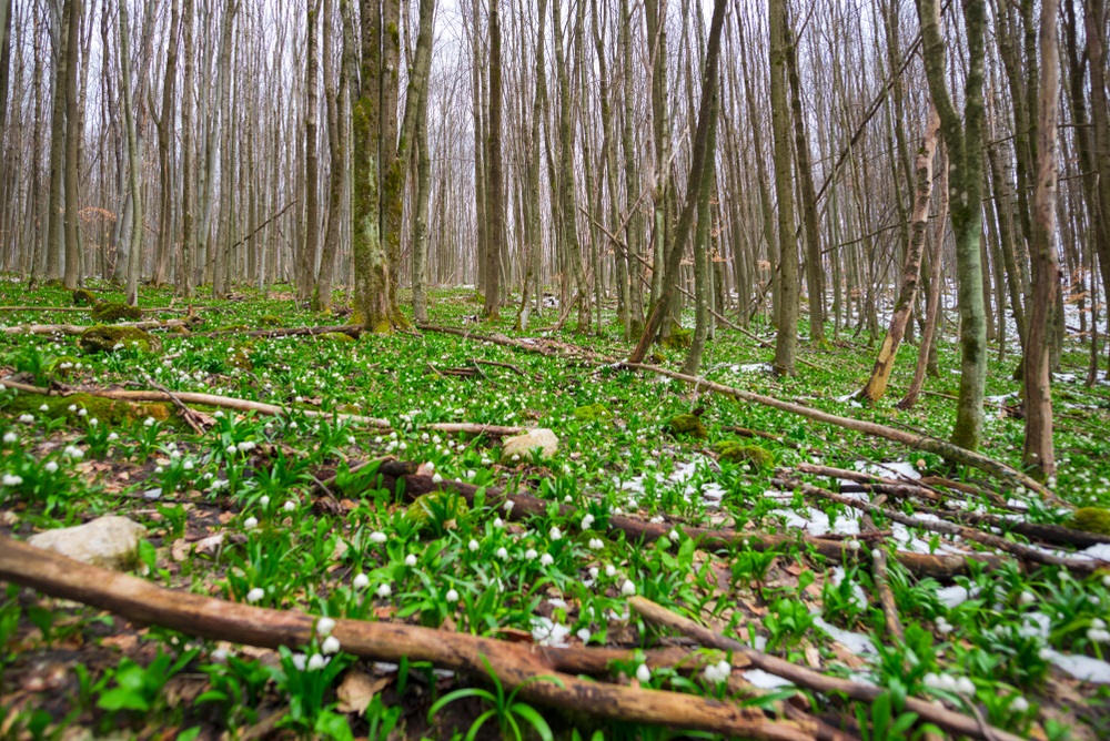 ghiocei Gradistea muscelului