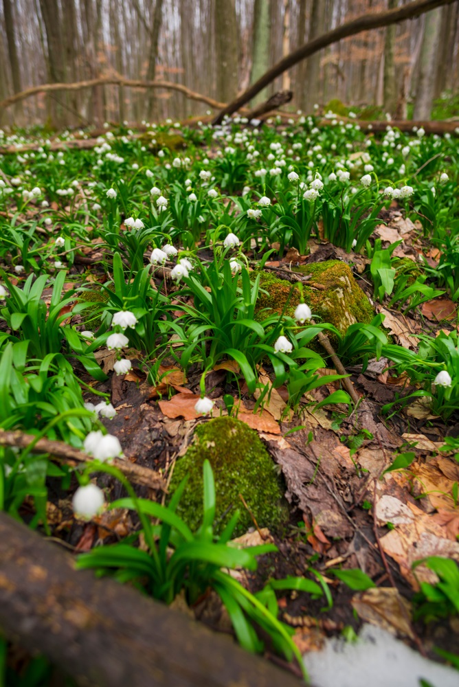camp cu ghiocei in Romania
